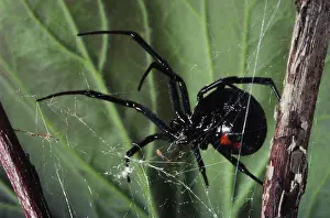 Mactans: Black Widow Spider