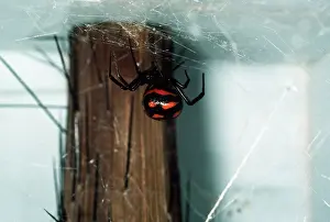 Cobwebs: BLACK WIDOW SPIDER