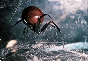 Scary: BLACK WIDOW SPIDER