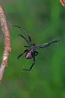 Latrodectus: Black Widow Spider - Female