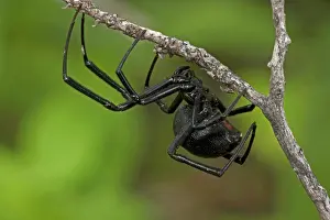 Latrodectus: Black Widow Spider - female