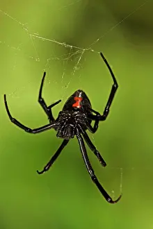 Latrodectus: Black Widow Spider - female
