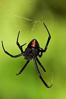 Latrodectus: Black Widow Spider - Female, venomous