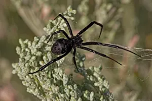 Latrodectus: Black Widow Spider - Female in web