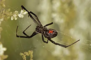Latrodectus: Black Widow Spider - Female in web