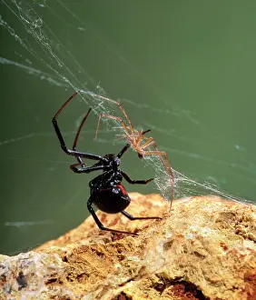 Cobwebs: Black Widow Spider - showing large black female