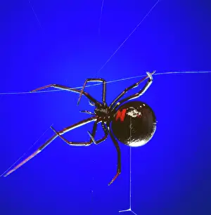 Mactans: Black Widow Spider - spinning web