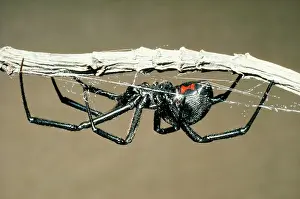 Mactans: BLACK WIDOW SPIDER - ON WEB, DEADLY