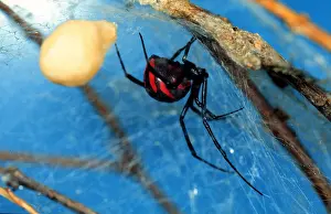 Cobwebs: BLACK WIDOW SPIDER - in web showing egg case