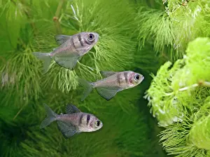 Tetra: Black widow tetras - side view, tropical freshwater