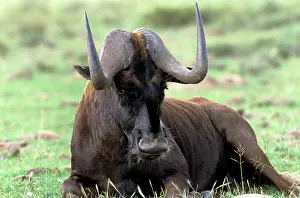 Gnou: Black WILDEBEEST