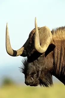 Gnou: Black WILDEBEEST