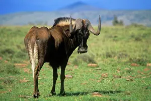Gnou: Black WILDEBEEST