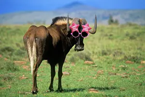 Wildebeests: Black WILDEBEEST / Gnu wearing Happy New year