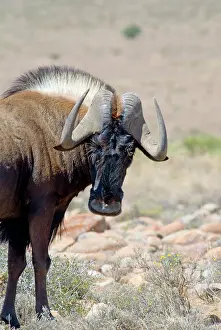 Gnou: Black Wildebeest / White-tailed Gnu - close up