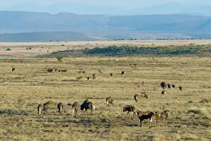 Gnou: Black Wildebeest / White-tailed Gnu - herd in typical