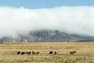 Gnou: Black Wildebeest / White-tailed Gnu - herd in typical