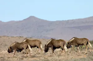 Gnou: Black Wildebeest / White-tailed Gnu - Part of herd walking