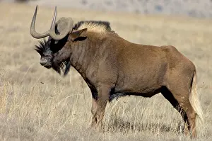 Gnou: Black Wildebeest / White-tailed Gnu - Mature bull