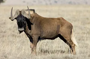Gnou: Black Wildebeest / White-tailed Gnu - Mature bull