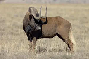 Gnou: Black Wildebeest / White-tailed Gnu - Mature bull