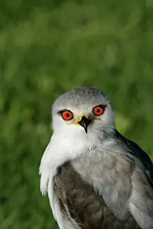 Elanus: Black-winged / Black-shouldered Kite