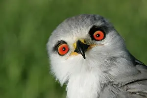 Elanus: Black-winged / Black-shouldered Kite