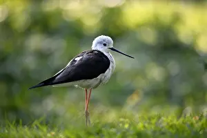 Stilt: Black-winged Black-winged Stilt (Himantopus himantopus)