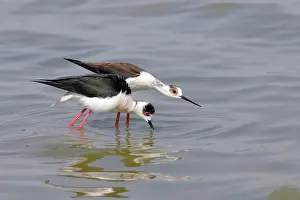 Stilt: Black-winged Black-winged Stilt (Himantopus himantopus)