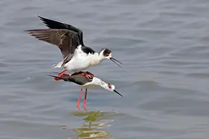 Stilt: Black-winged Black-winged Stilt (Himantopus himantopus)