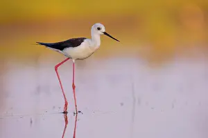 Stilt: Black-winged Black-winged Stilt (Himantopus himantopus)