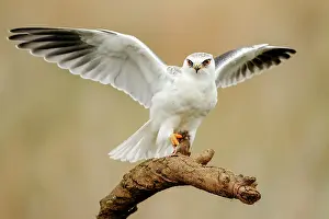 Elanus: Black-winged Kite