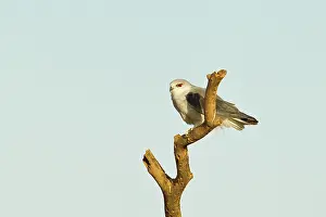 Kite: Black-winged Kite