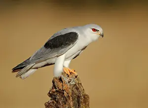 Elanus: Black-winged Kite - adult perched on a branch