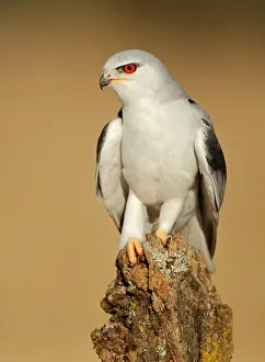 Elanus: Black-winged Kite - Adult perched on a branch