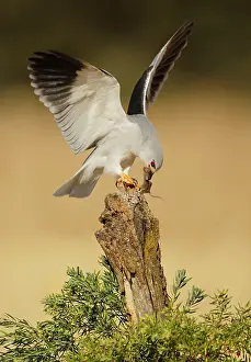 Elanus: Black-winged Kite - adult perched on a branch with its prey