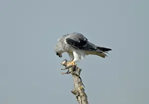 Elanus: Black-winged Kite / Black-shouldered Kite - eating