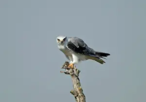 Elanus: Black-winged Kite / Black-shouldered Kite - eating