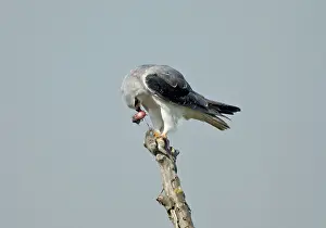 Elanus: Black-winged Kite / Black-shouldered Kite - eating