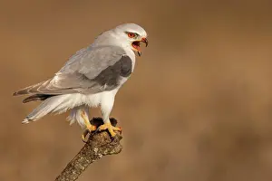 Sound: Black-winged kite (Elanus caeruleus) calling, on
