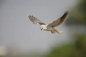 Elanus: Black-winged Kite - in flight