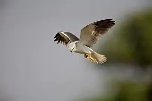 Elanus: Black-winged Kite - in flight