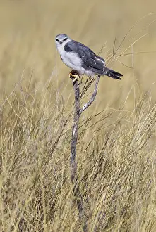 Kites: Black-winged Kite - Kalahari Desert, Kgalagadi Transfrontier
