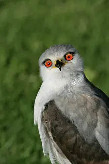 Elanus: Black-winged Kite - Portrait