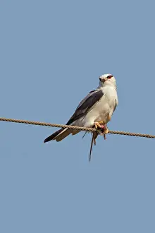 Kite: Black-winged Kite - with prey
