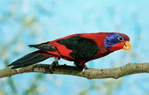 Lory: BLACK-WINGED LORY - SIDE VIEW