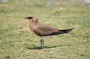 Maureen Brown: Black-winged PRATINCOLE - side view