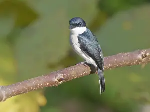 Shrike: Black Winged Shrike Flycatcher Hemipus hirundina