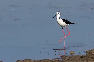 Stilts: Black-winged Stilt