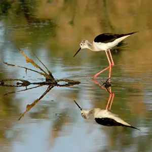Stilts: Black-winged Stilt